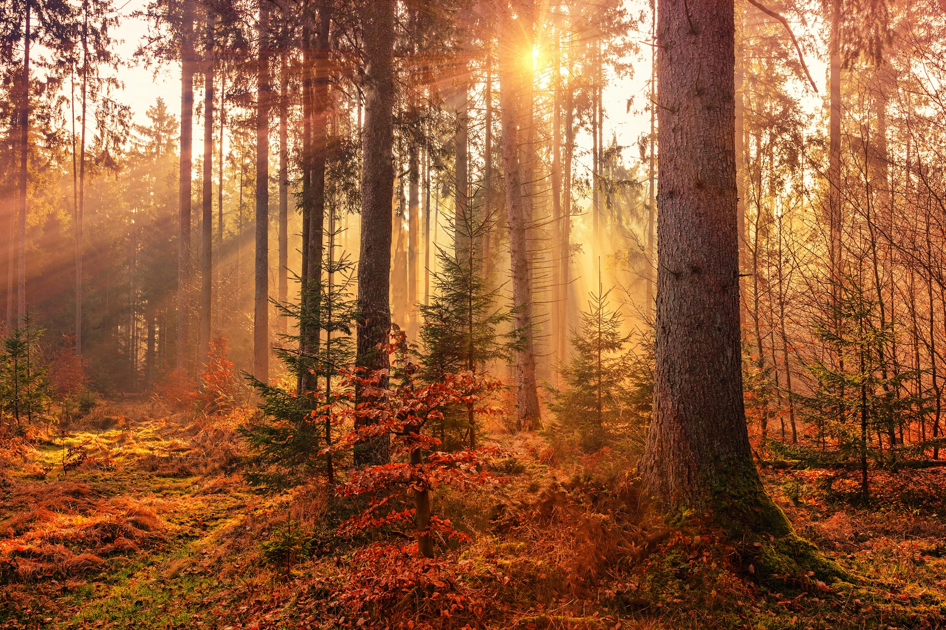 Mood d’automne